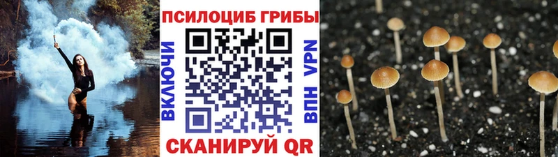 Псилоцибиновые грибы Psilocybe  Весьегонск 